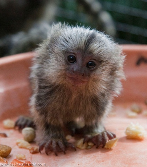 filhotes recem nascidos zoo zoologico desbaratinando animais lindos fofos  (43)