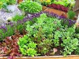 [lavender%2520in%2520veggies%255B2%255D.jpg]