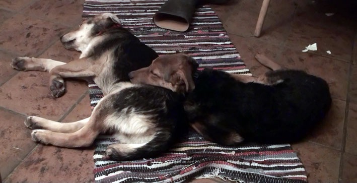 [hunde3%255B3%255D.jpg]