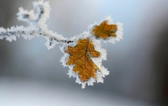 An oak leaf is covered by frost in Humberton, northern England December 6, 2010. REUTERS/Nigel Roddis (BRITAIN - Tags: ENVIRONMENT)