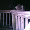 Racoon 013.JPG