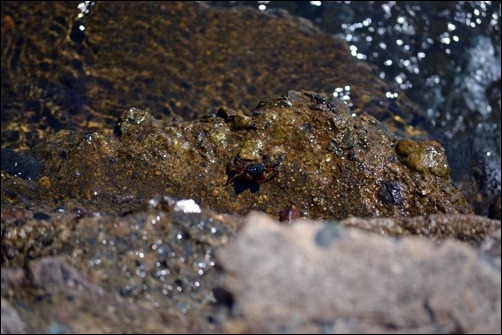 crab on a ledge crab on a ledge