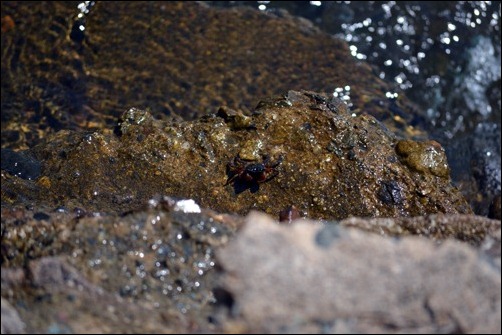 crab on a ledge