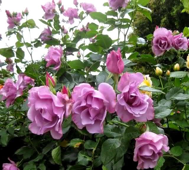 [Rosa%2520Intermezzo%255B2%255D.jpg]