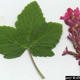 Groseillier à fleurs Faux-Cassis Ribes sanguineum