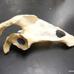 scapula (2).JPG