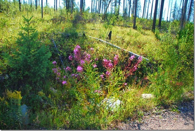 08-25-14 B North Fork Road (11)