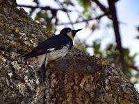 DSC_7413.jpg