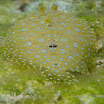  Snorkel Buck Island Reef 