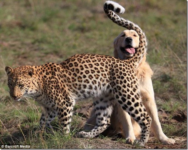 animales (19) animales (19)