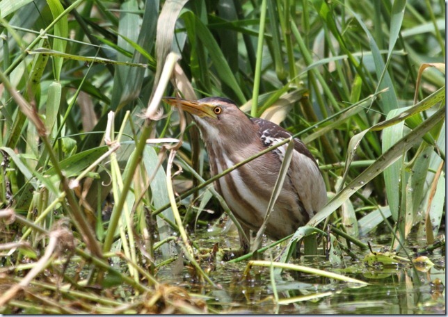 littleBittern5