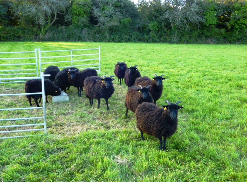 [black%2520Lambs-feeding%255B3%255D.jpg]