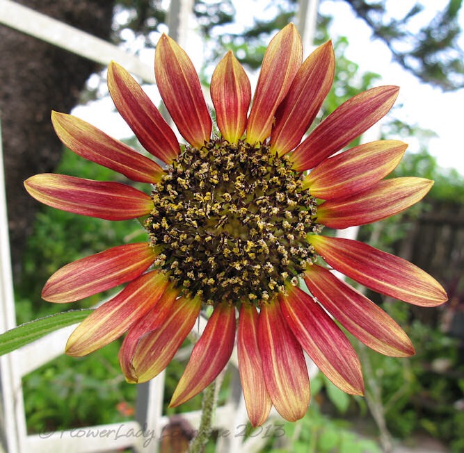 [06-23-sunflower2%255B4%255D.jpg]