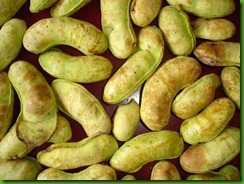 INGA XIXICA INGA XIXICA