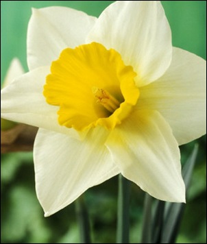 White-and-Yellow-Daffodil