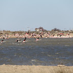 Flamingo's op de vlucht