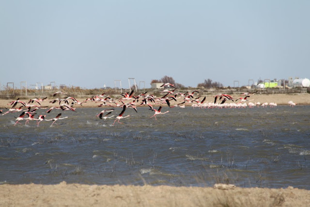 Flamingo's op de vlucht