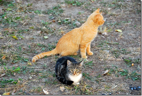 Two-Kitties