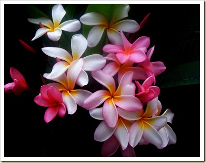 Nature_Flowers_a_bunch_of_flowers_028795_ Nature_Flowers_a_bunch_of_flowers_028795_