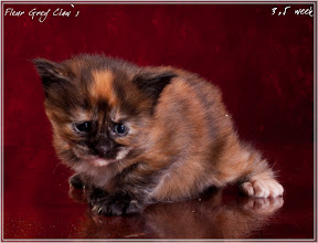 Фото котенка мейн-кун Fleur возраст 3,5 недели