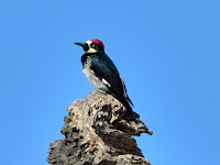 DSC_7367.jpg