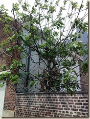 Borgloon, Graaf, nabij de Wellenstraat: een vijgenboom