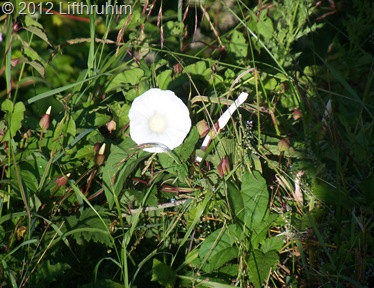 Flower Bloom on the side of a Mountain