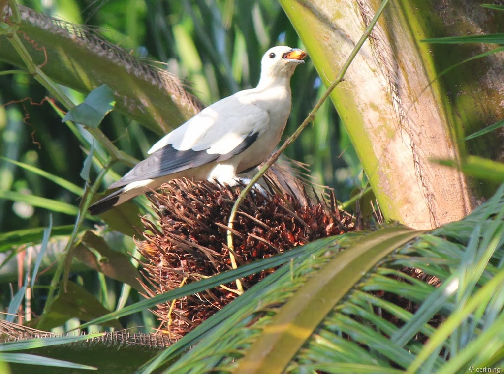 [pied-imperial-pigeon-on-oil-palm-37.jpg]