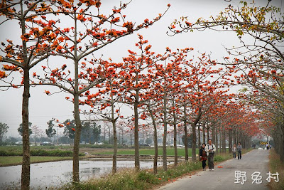 [臺南-花木] 白河火紅木棉道
