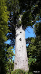 Kauri Bäume, Waipoua Forest