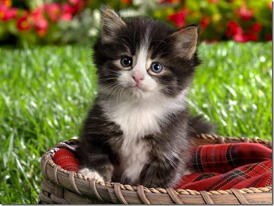 animals-worried-face-26