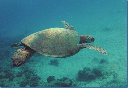 turtle2