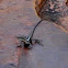 Long-nosed waterdragon, aka Long-snouted Lashtail