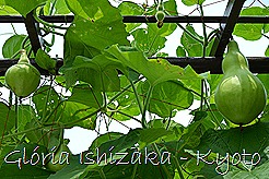 Glória Ishizaka -   Kyoto Botanical Garden 2012 - 74