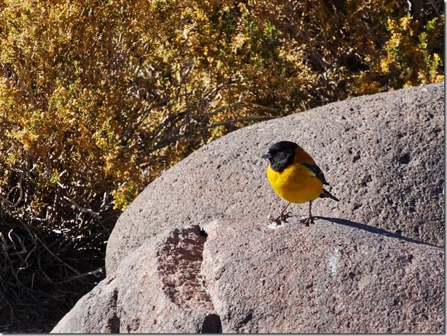 Salar_de_Uyuni_DSC01190