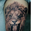 Wild Lion
