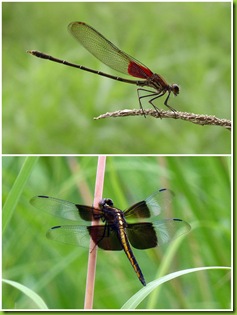 Dragonflies and Damselflies