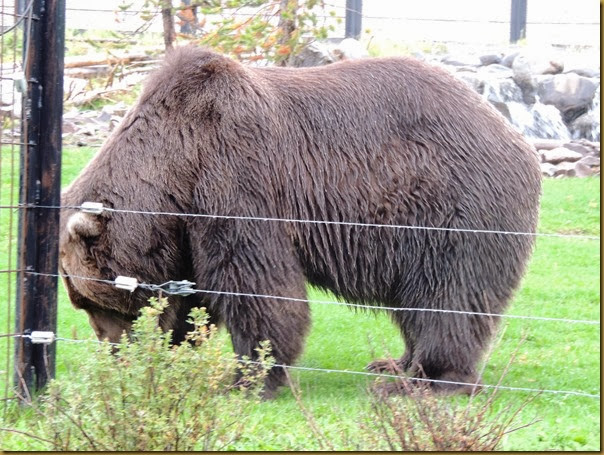 Sam, an Alaskan grizzly who wandered away from his mom with his twin sister Illie