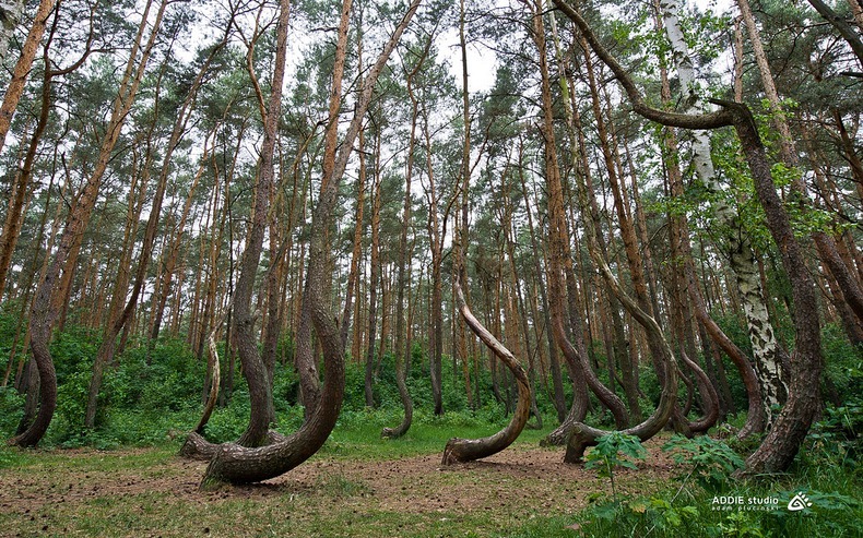crooked-forest-3