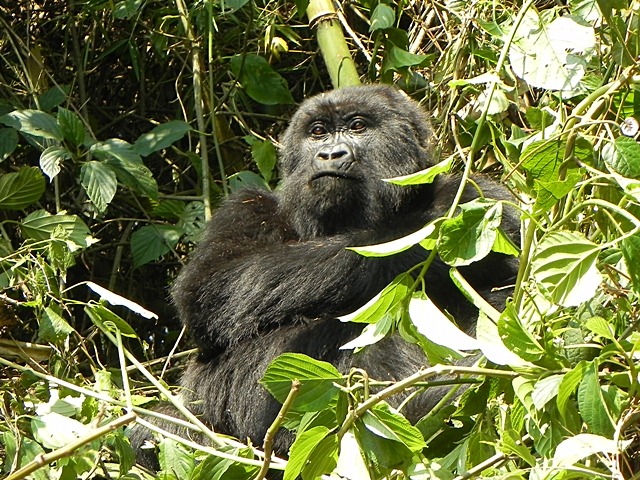 [Rwanda_Gorillas-82.jpg]