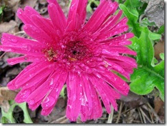 IMG_0005 IMG_0005
