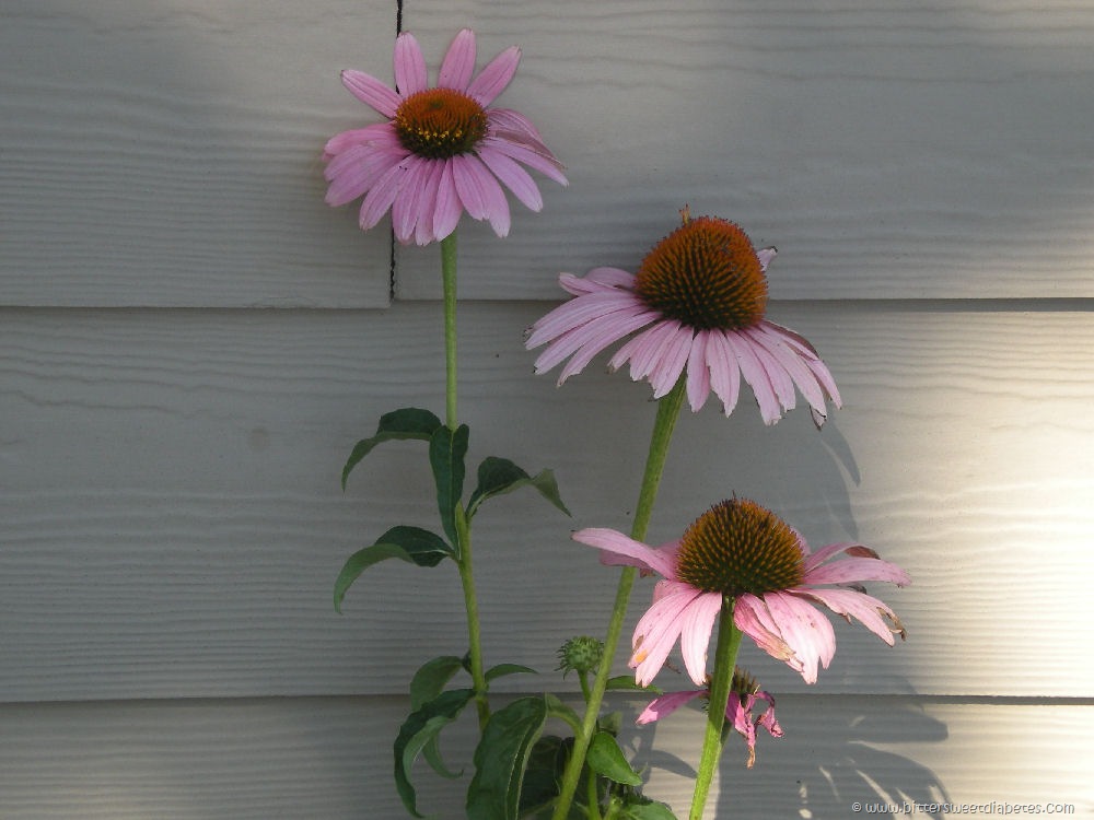 [garden3%255B3%255D.jpg]