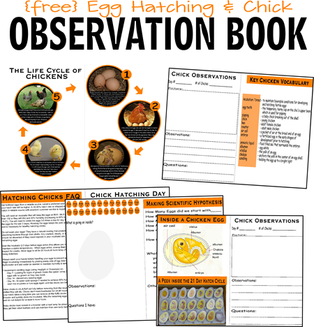FREE Hatching Baby Chickens - lots of free printable worksheets, chick life cycle, egg hatching vocabulary, observation pages, and more perfect for Preschool, Prek, Kindergarten, first grade, 2nd grade, and 3rd grade kids. This is an awesome science project or science experiment for kids! FREE Hatching Baby Chickens - lots of free printable worksheets, chick life cycle, egg hatching vocabulary, observation pages, and more perfect for Preschool, Prek, Kindergarten, first grade, 2nd grade, and 3rd grade kids. This is an awesome science project or science experiment for kids!