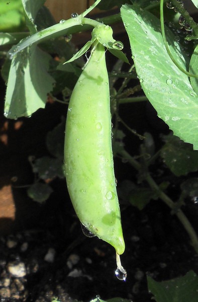 [photoshare%2520Sugarsnap%2520Rain%2520Ashland%2520OR%2520cloudysnack%255B3%255D.jpg]