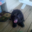 Guess who needs a birthday bath? Molly! Shes 5 today!!!