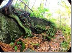 Sue Reno, Steinman Run Trail, view 1