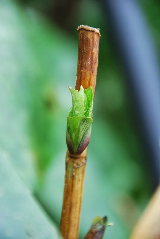 [DSC_0315%255B5%255D.jpg]