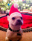 Kermit Escargot Yock is ready for Santa!  Now, where could he be?