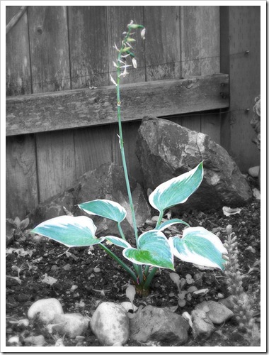 hosta