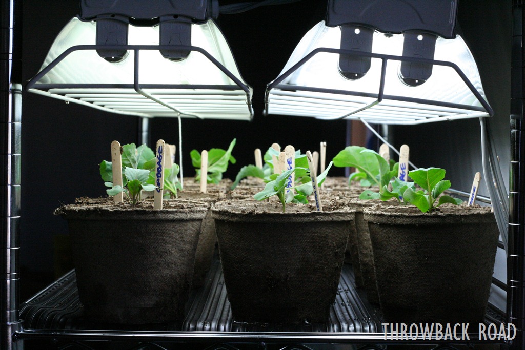 [transplanting-seedlings-0423.jpg]
